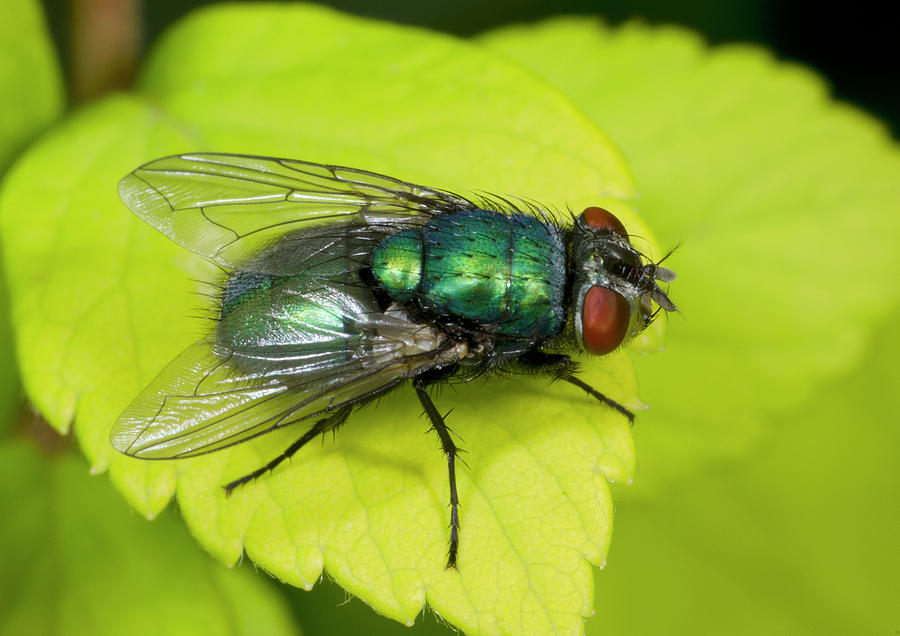 Green Bottle Fly Photograph by Nigel Downer