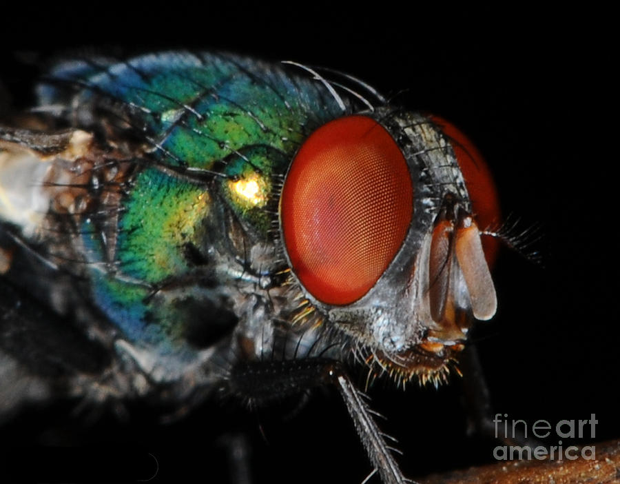 Green Bottle Fly Photograph by Paul Ward