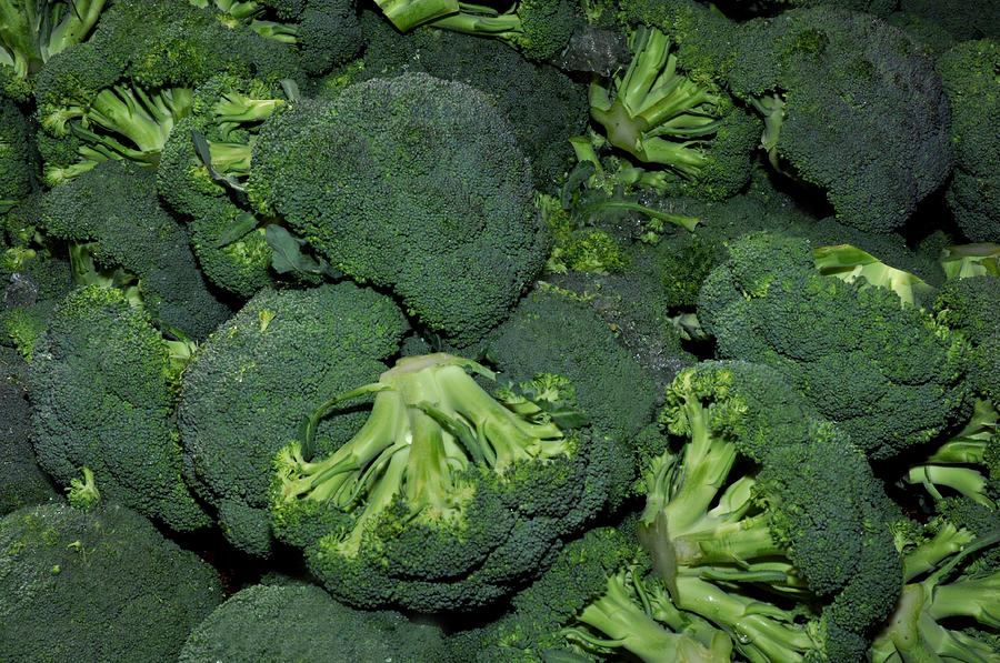 Broccoli Photograph - Green Broccoli by Diane Lent