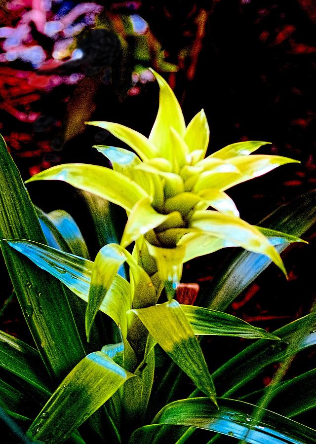 Pineapple Photograph - Green Bromeliad by Sandra Pena de Ortiz