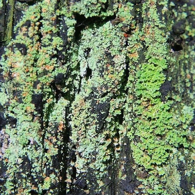 Nature Photograph - #green #brown #lichen #growing #grow by The Texturologist