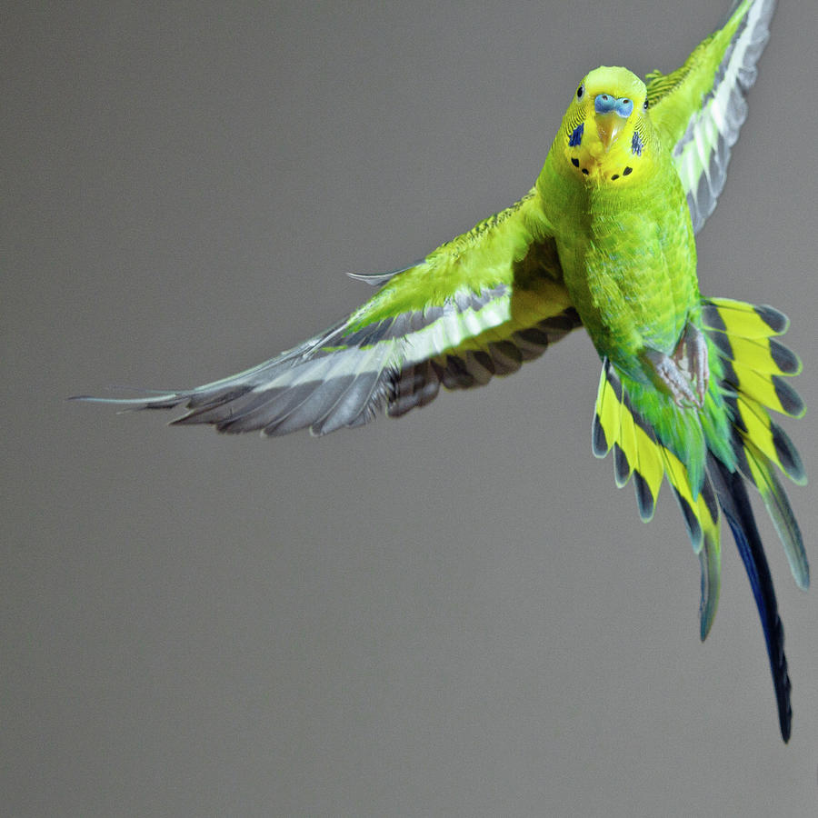 Green Budgerigar In Flight Photograph by Wild Horse Photography