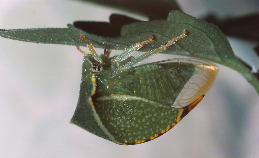 Green Buffalo Treehopper Photograph by Harry Rogers