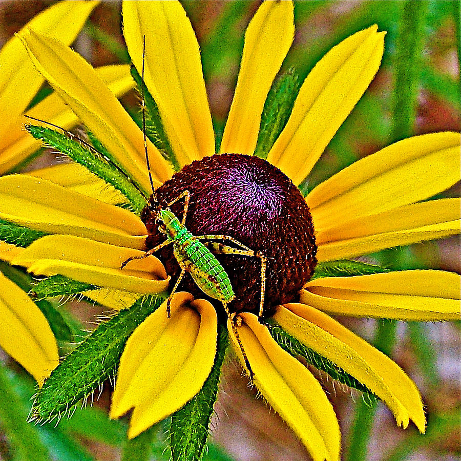 Green Bug on Black-eyed Susan near Platte River in Sleeping Bear Dunes National Lakeshore-Michigan Photograph by Ruth Hager