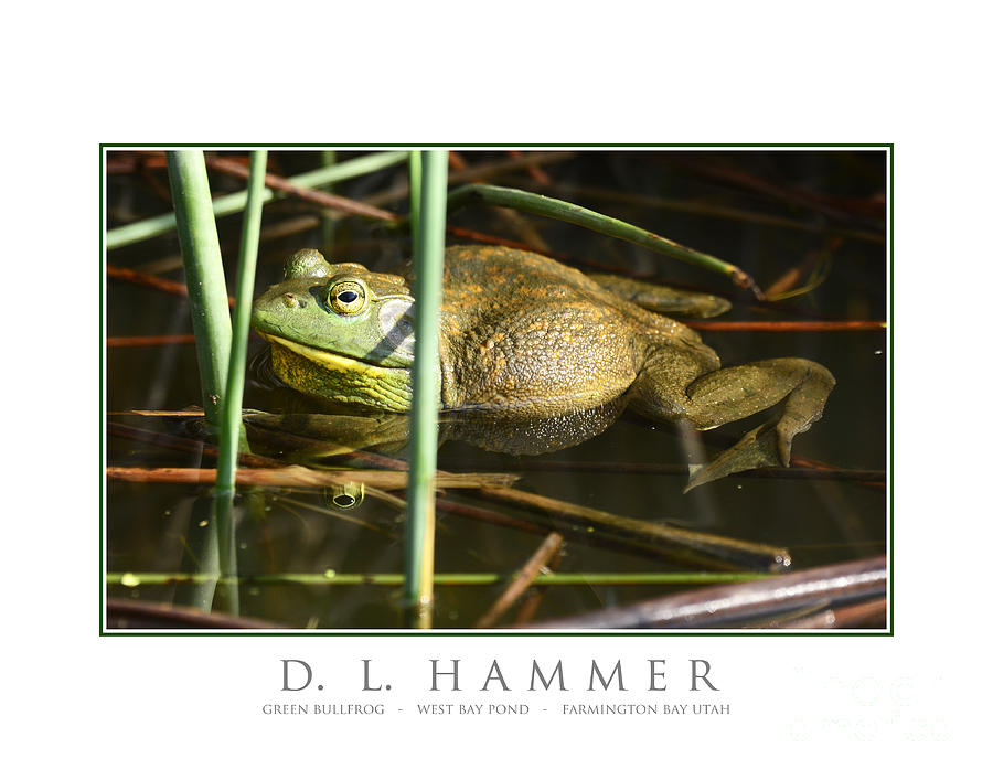 Green Bullfrog Photograph by Dennis Hammer