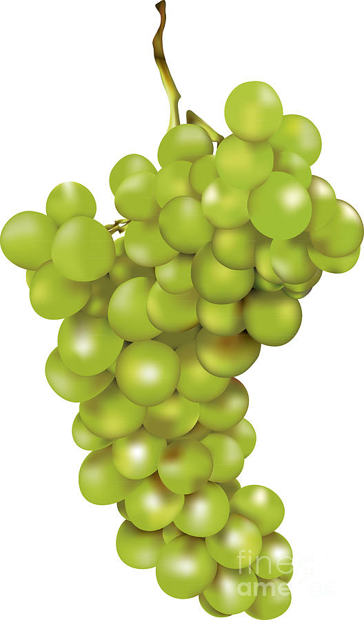 Green Bunch Of Grapes Digital Art by Gina Koch
