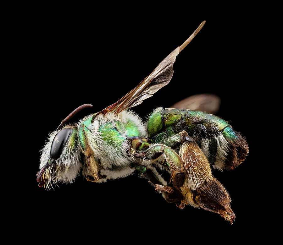 Green Burrowing Bee Photograph by Us Geological Survey