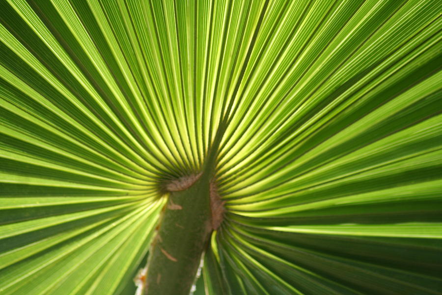 Bamboo Photograph - Green Burst by Tony Gustina