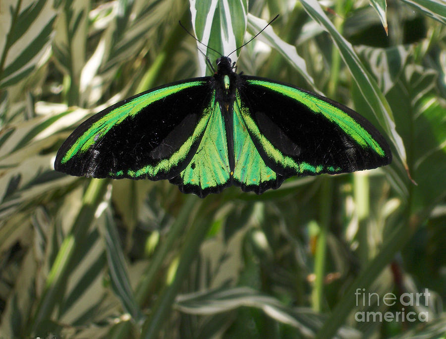 Green Butterfly Photograph by Brenda Brown