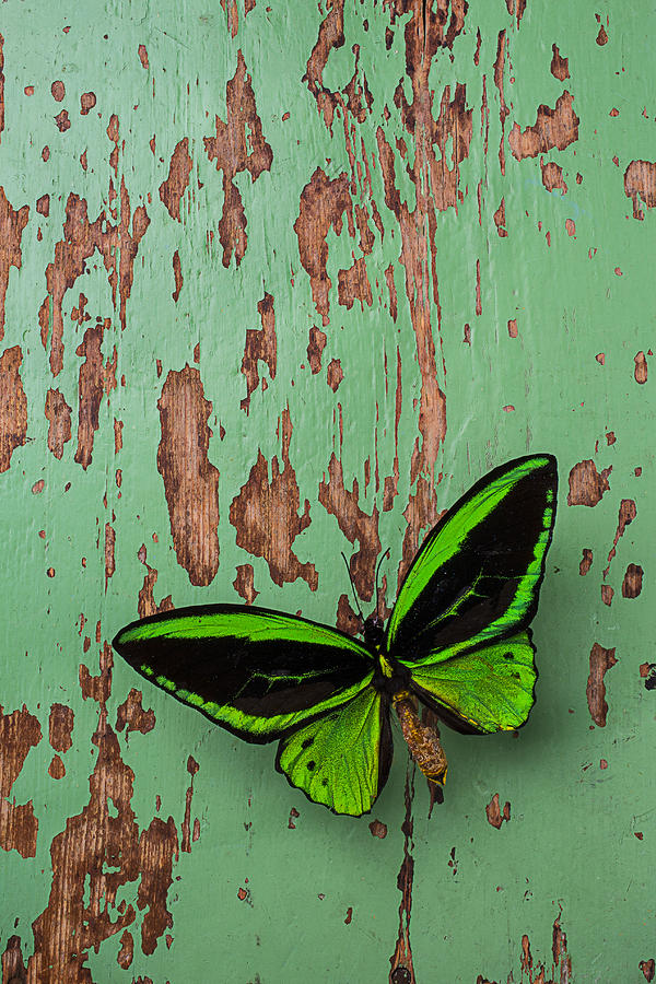Butterfly Photograph - Green Butterfly On Old Green Wall by Garry Gay