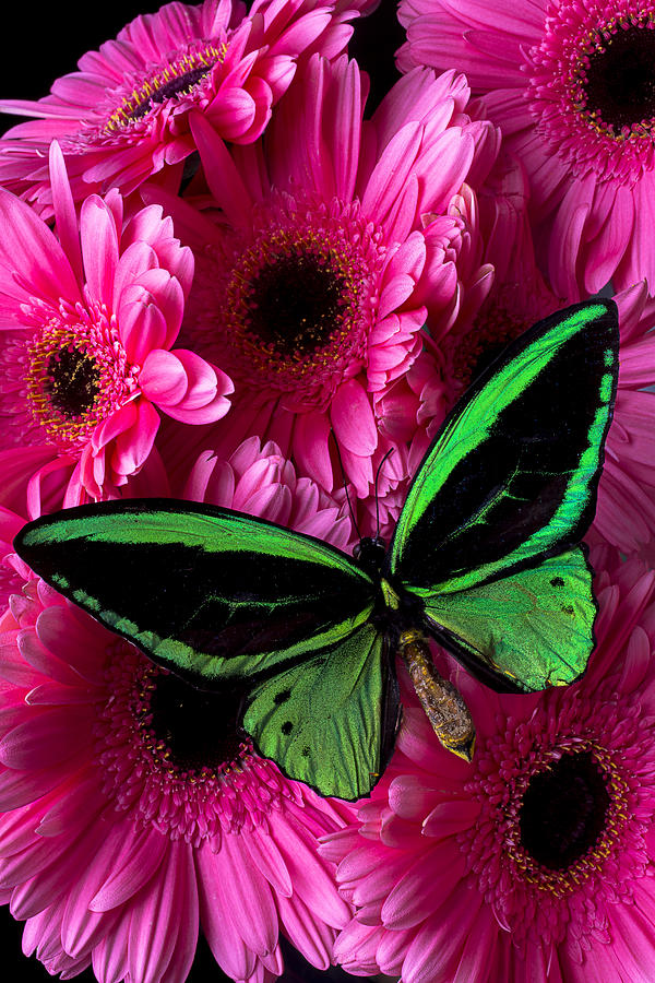 Green Butterfly On Pink Daisy Photograph by Garry Gay - Fine Art America