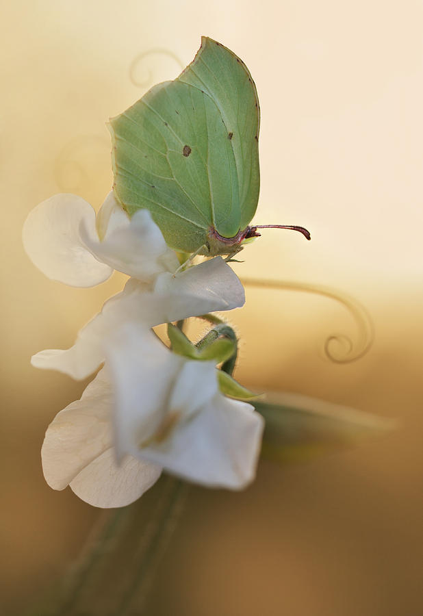 Green butterfly on the white sweet pea Photograph by Jaroslaw Blaminsky