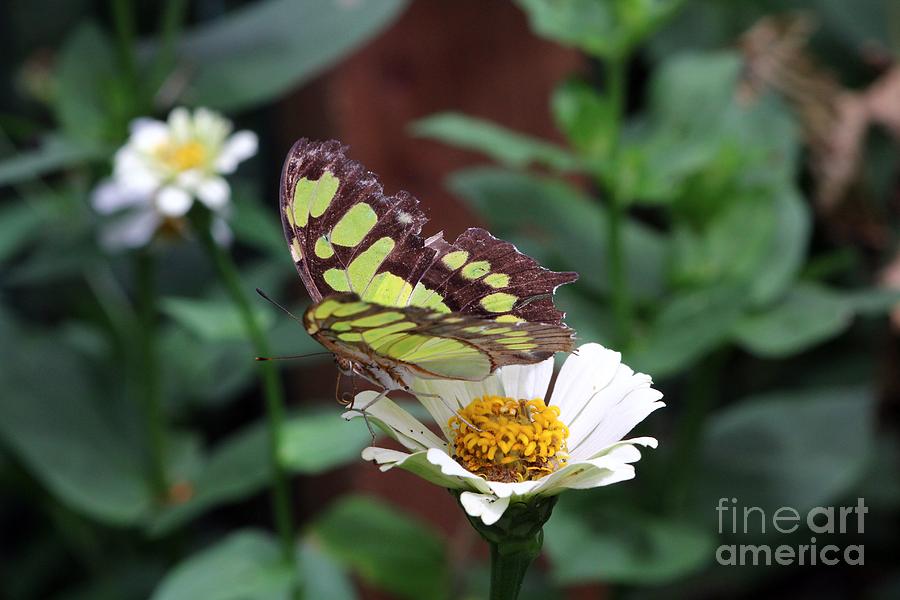 Green Butterfly on White Photograph by Jeremy Hayden