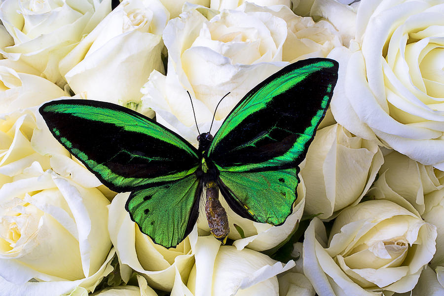 Butterfly Photograph - Green Butterfly On White Roses by Garry Gay