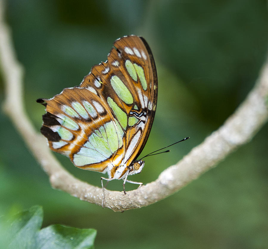 Green Butterfly Photograph by Roni Chastain