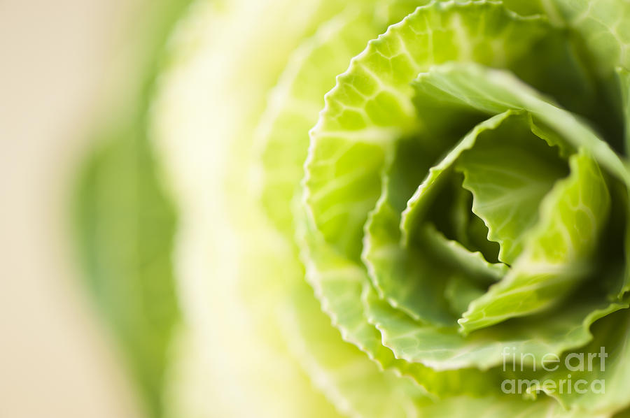 Green Cabbage Photograph by Anne Gilbert