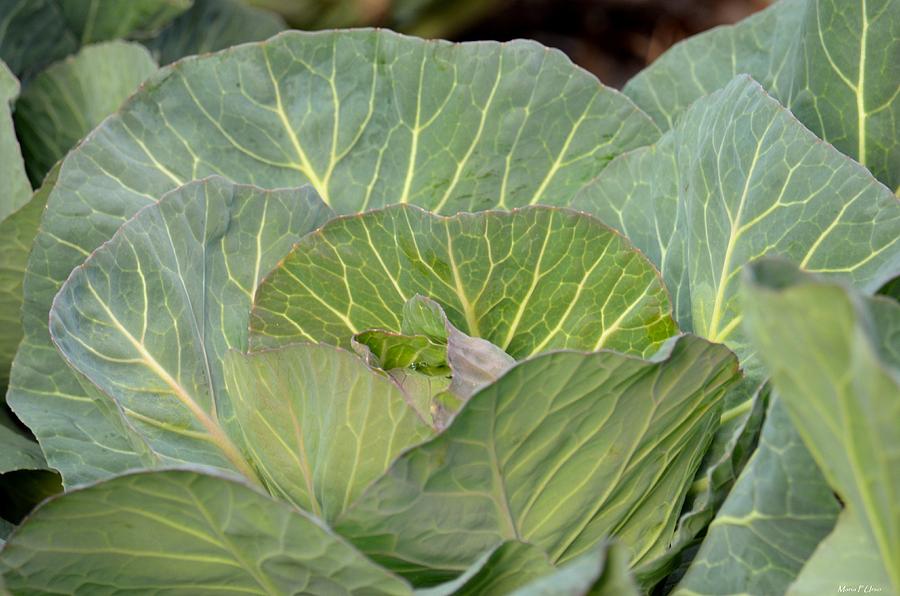 Green Cabbage Photograph by Maria Urso