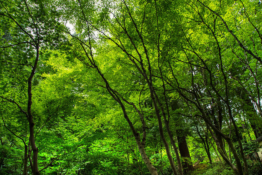 Green canopy Photograph by Kunal Mehra