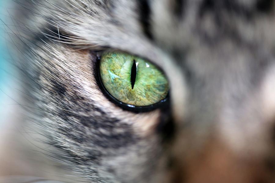 Green Cat Eyes Photograph by Elena Kulikova