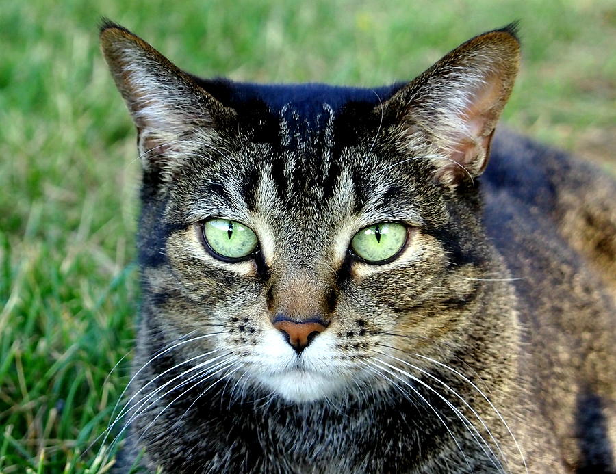 Green Cat Eyes in Summer Grass Photograph by Amy McDaniel