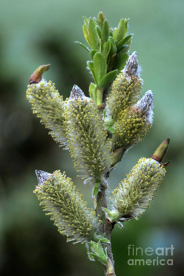 Nature Photograph - Green catkins by Frank Townsley