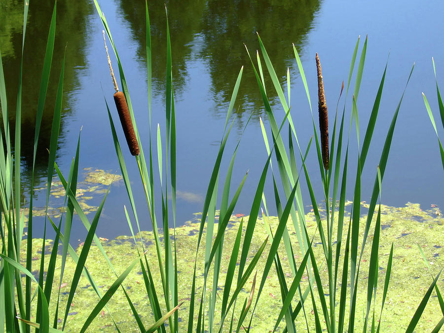 Green Cattails At A Pond Photograph by Anna Miller - Pixels