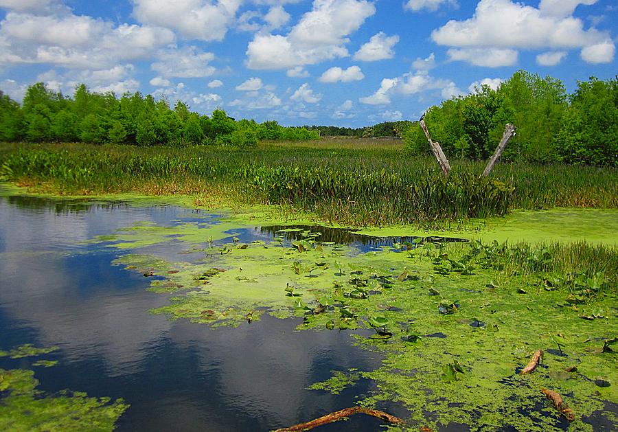 Green Cay Nature Preserve Beauty Photograph by MTBobbins Photography