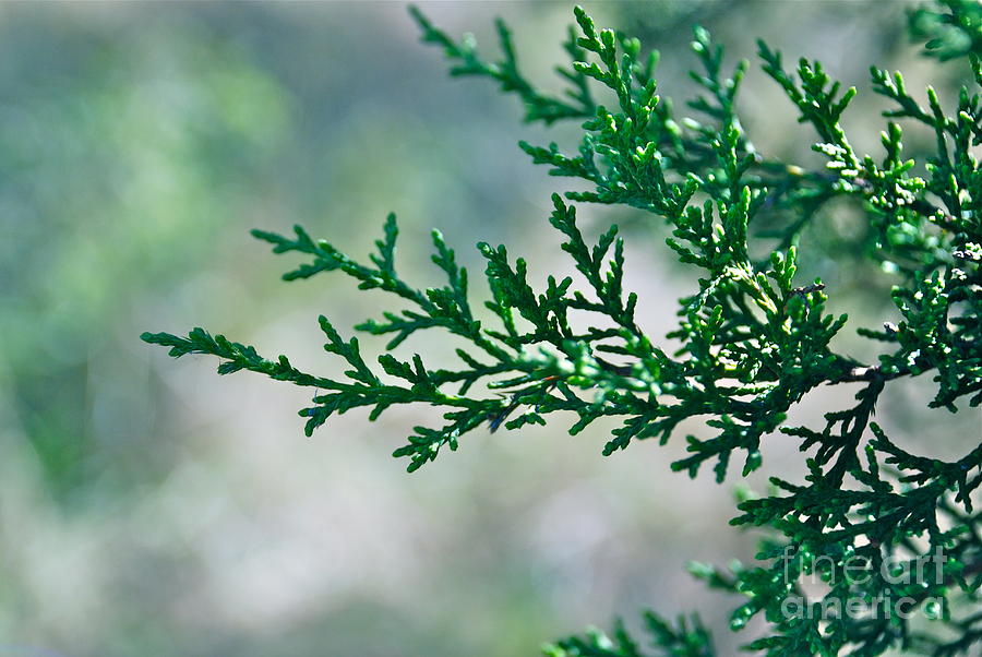 Green Cedar Photograph