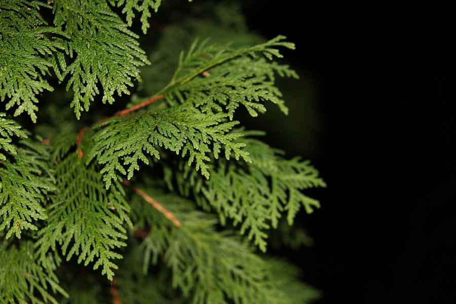 Green Cedar Photograph by Sue Chisholm - Fine Art America