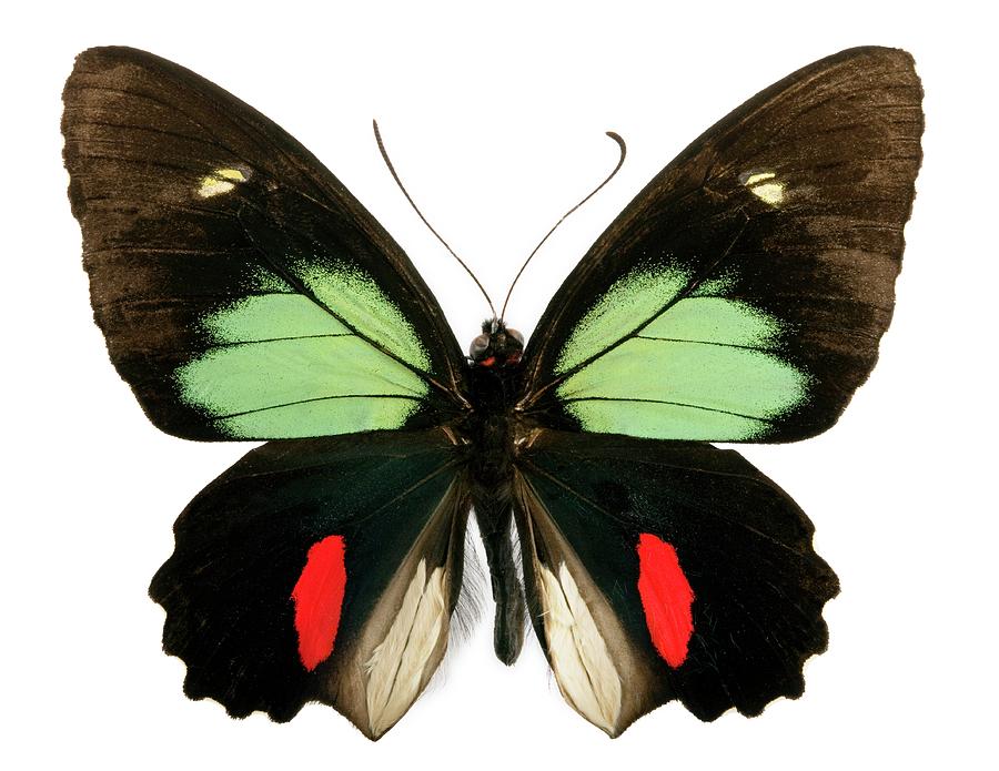 Green-celled Cattleheart Butterfly Photograph by Pascal Goetgheluck/science Photo Library