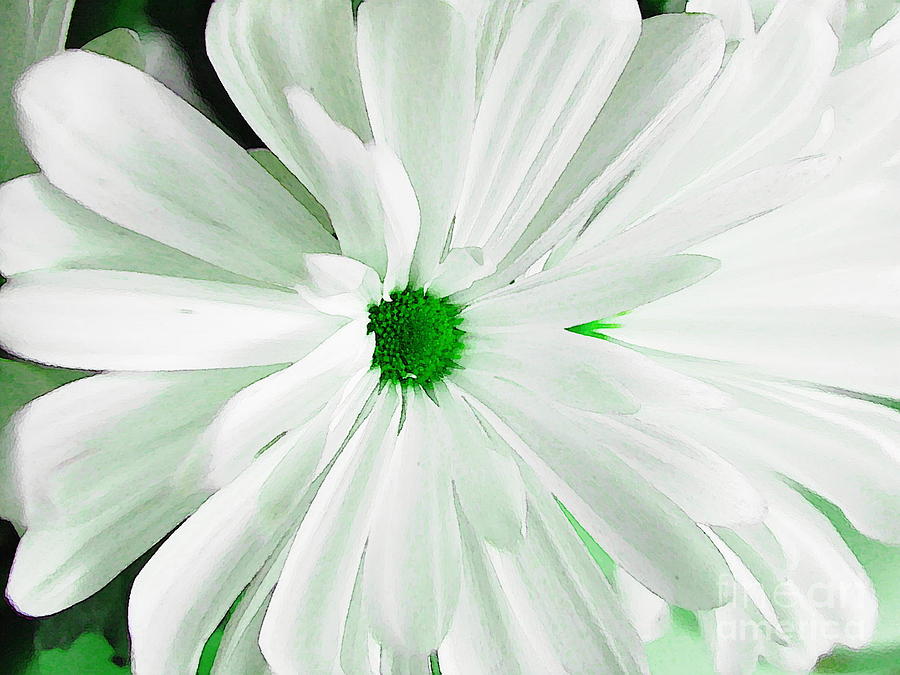 Green Centered Daisy Photograph by Sharon Woerner