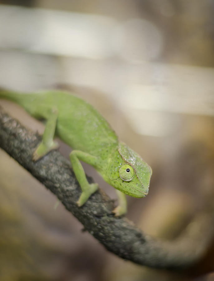 Green Chameleon Photograph by Heather Applegate