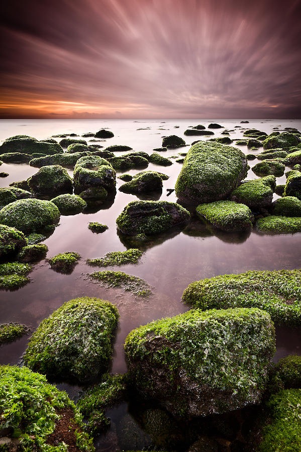 Green chaos Photograph by Jorge Maia