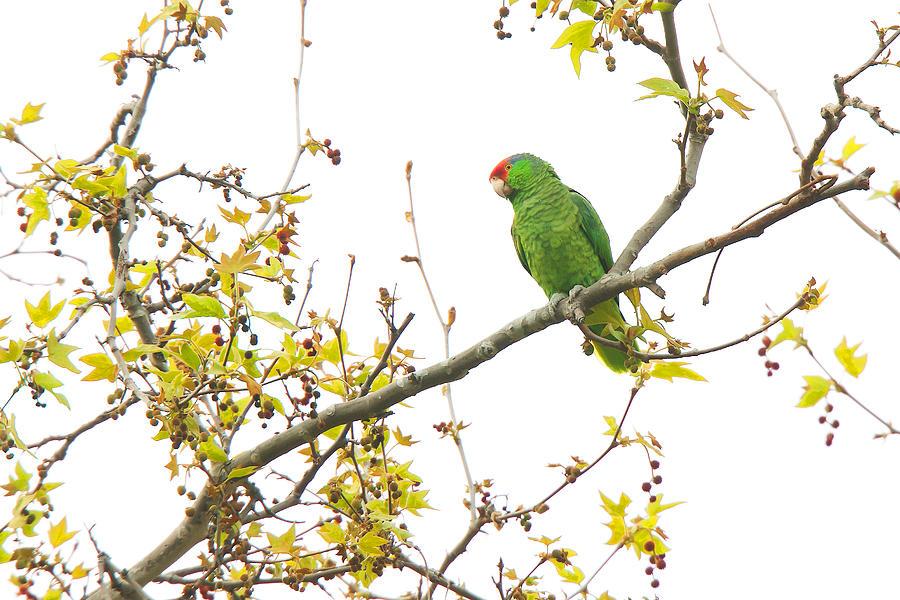 Parrot Photograph - Green-cheeked Amazon Parrot by Ram Vasudev