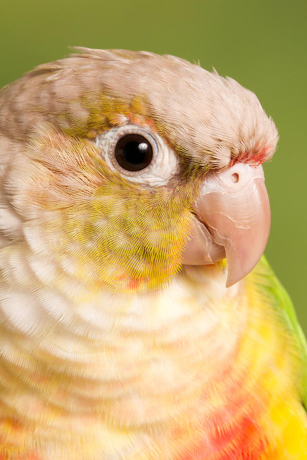 Green-cheeked Conure Pineapple P Photograph by David Kenny