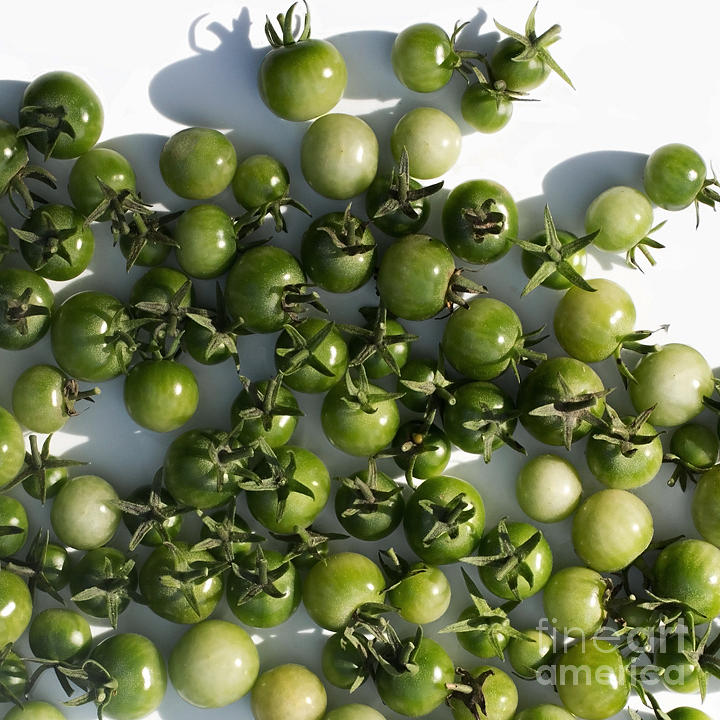 Green Cherry Tomatoes Unfried Photograph by Barbara McMahon