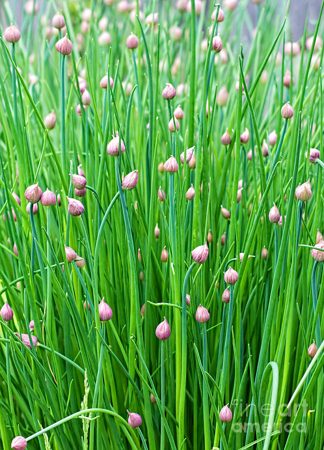 Green Chives With Seed Pod Photograph by Barbara McMahon