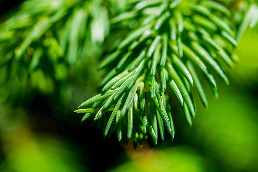 Green Christmas Tree 3 Photograph by Alexander Senin