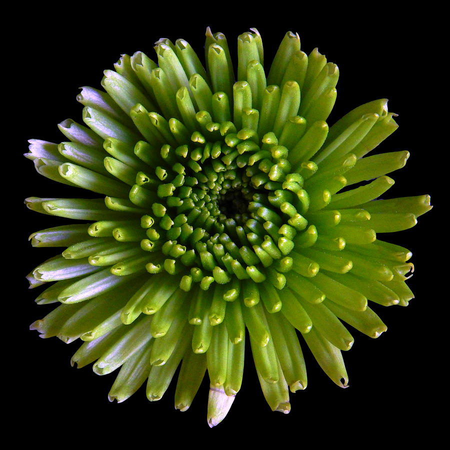 Green Chrysanthemum Still Life Flower Art Poster Photograph by Lily Malor