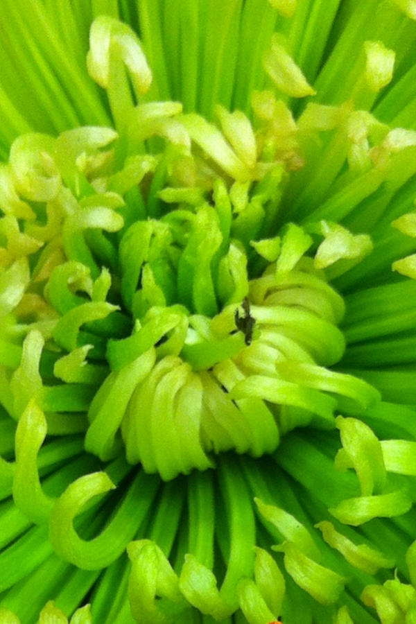 Green Chrysanthemum Photograph by Marian Lonzetta