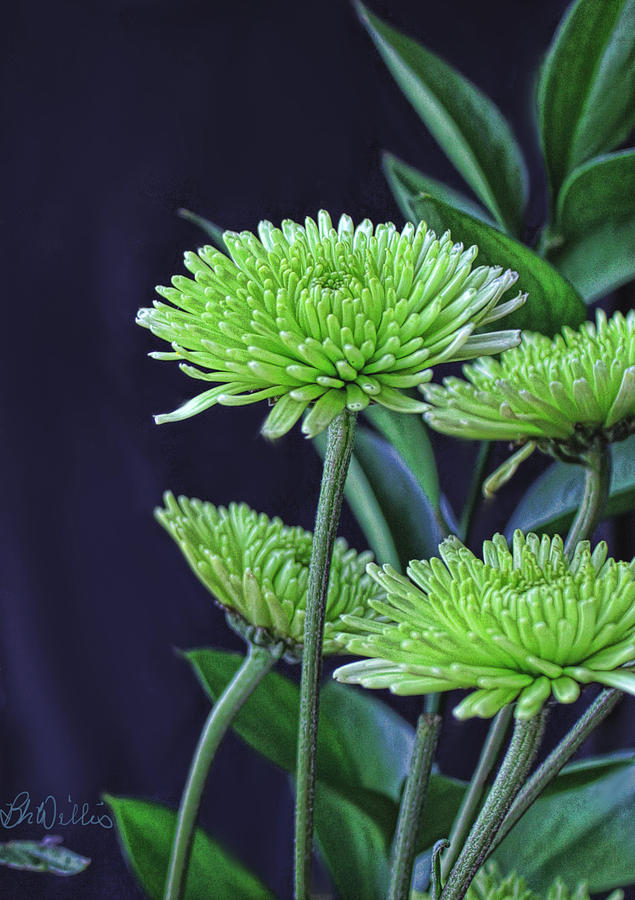 Green Chrysanthemums Photograph by Bonnie Willis