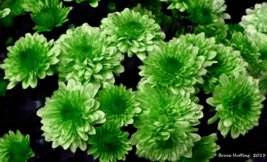 Green Chrysanthemums Painting by Bruce Nutting