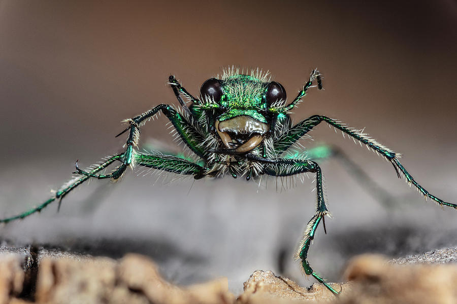 Green Claybank Tiger Beetle Photograph by Phil DEGGINGER