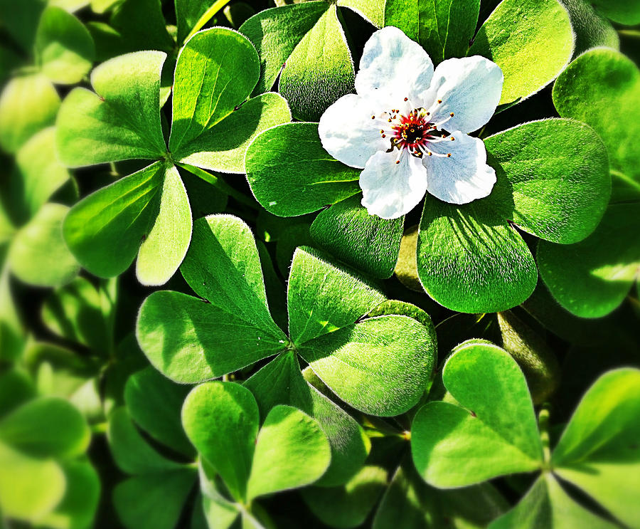 Green Clover Photograph by Life Through My Lens Green Clover Photograph by Life Through My Lens