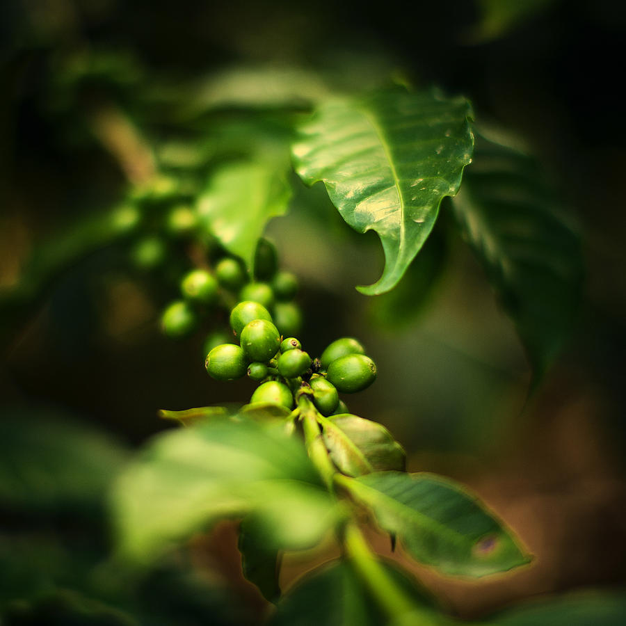Green Coffee Beans Photograph by Thepalmer