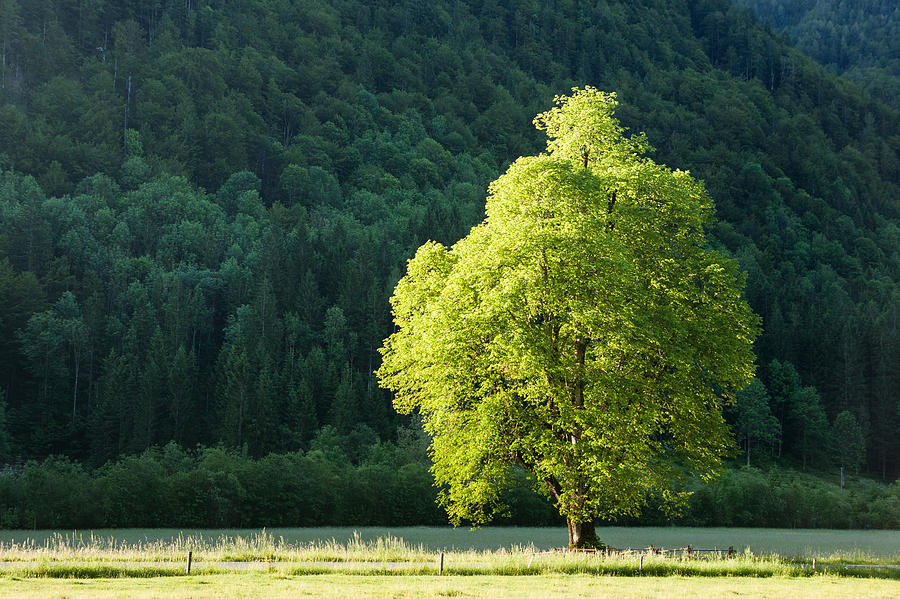 Green contrast Photograph by Davorin Mance