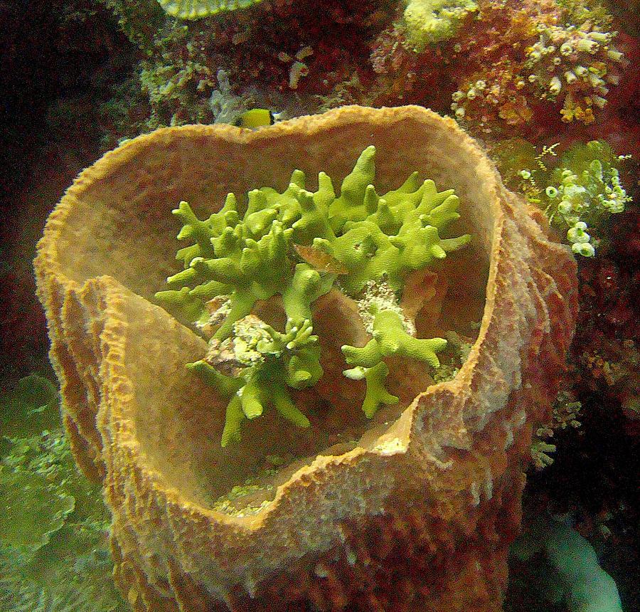 Green Corals In Barrel-sponge Photograph by Mangin Jean | Fine Art America