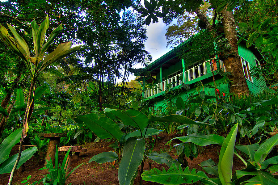 Paradise Photograph - Green Costa Rica Paradise by Andres Leon