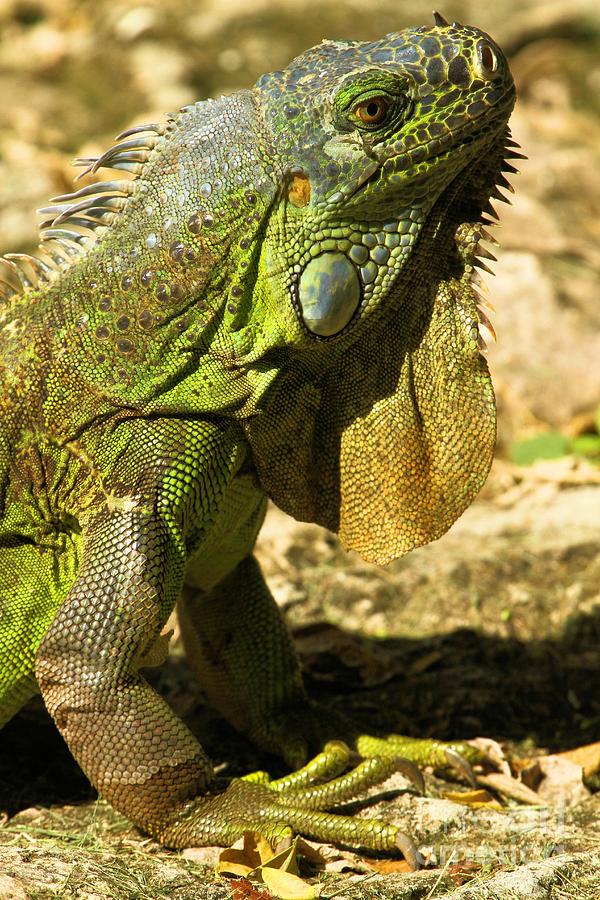 Iguana Photograph - Green Cozumel Iguana by Adam Jewell