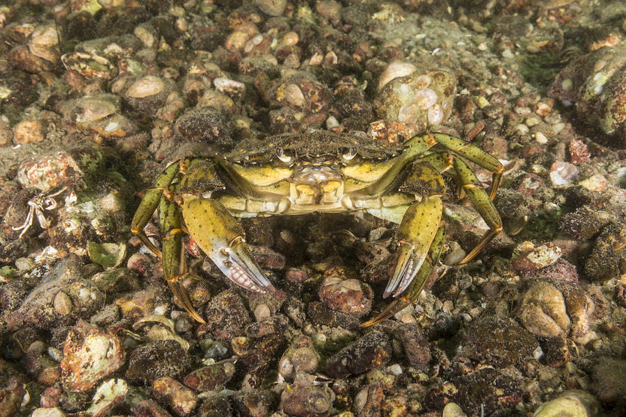 Green Crab Photograph by Andrew J. Martinez